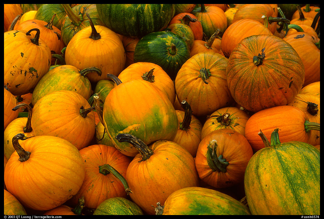 Pumpkins. New Hampshire, New England, USA