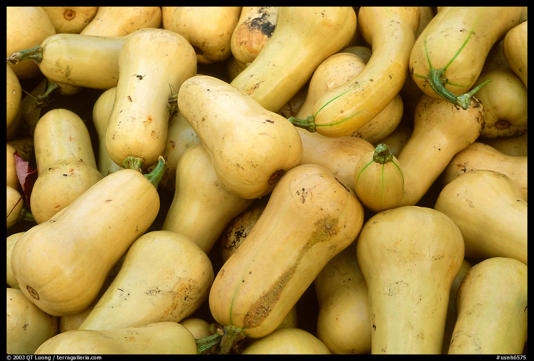 Squashes. New Hampshire, New England, USA