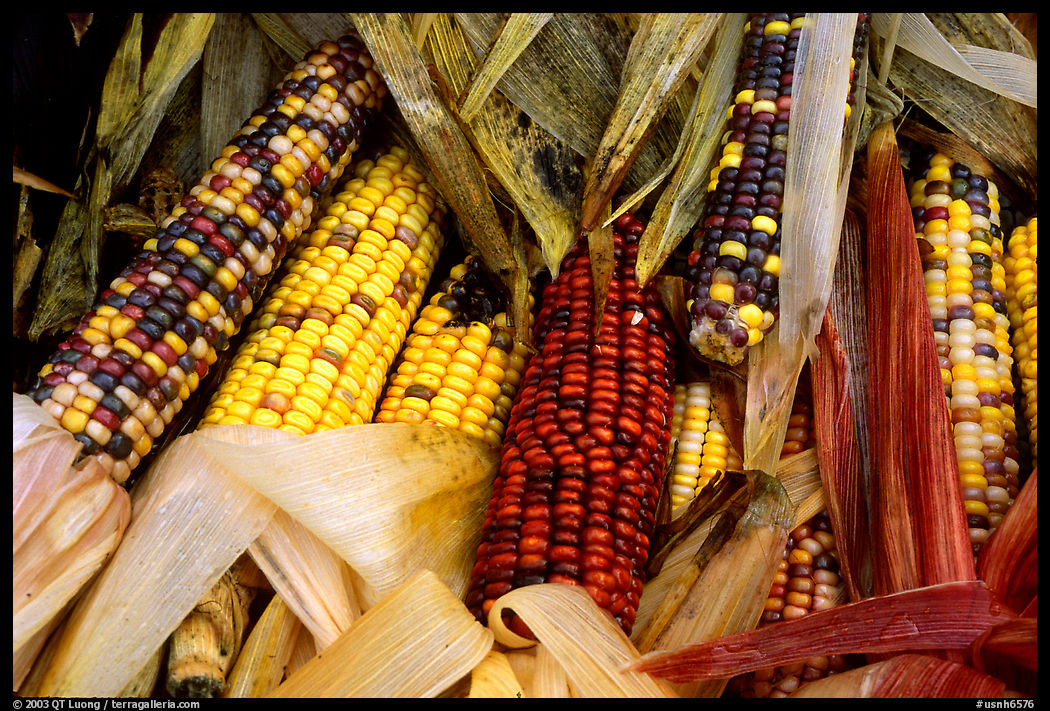 Multicolored corn. New Hampshire, New England, USA
