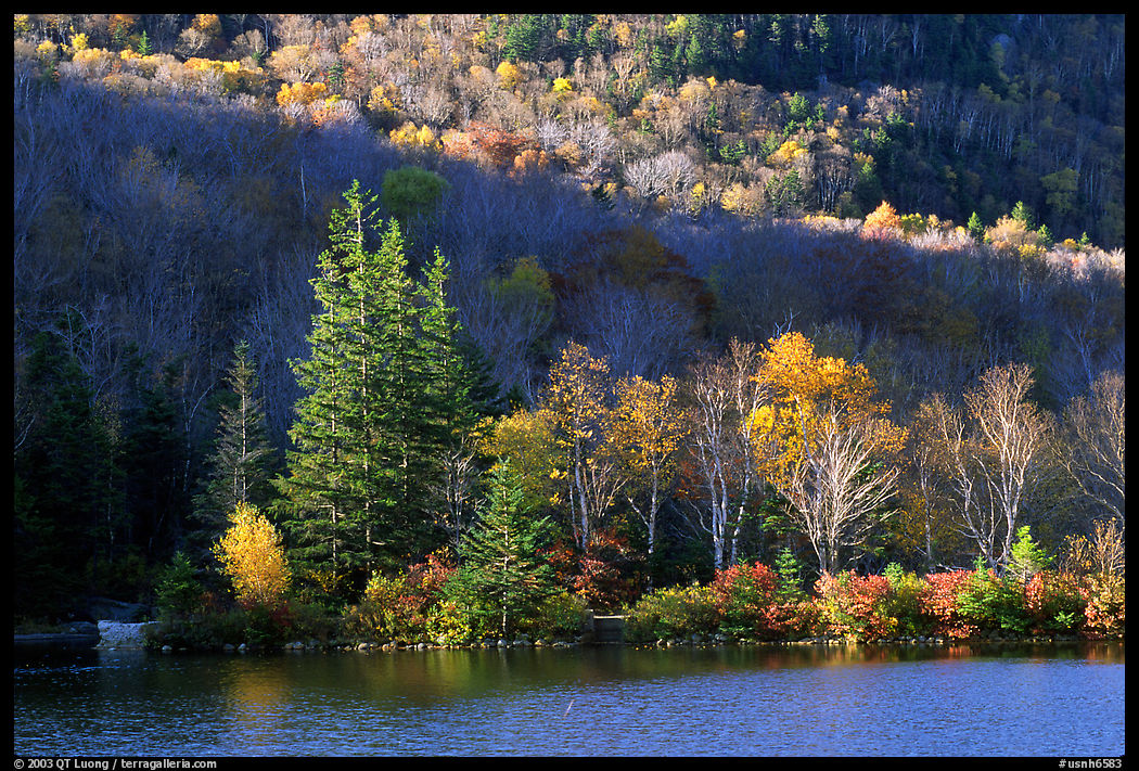 Trees on Small rocky islet. New Hampshire, New England, USA