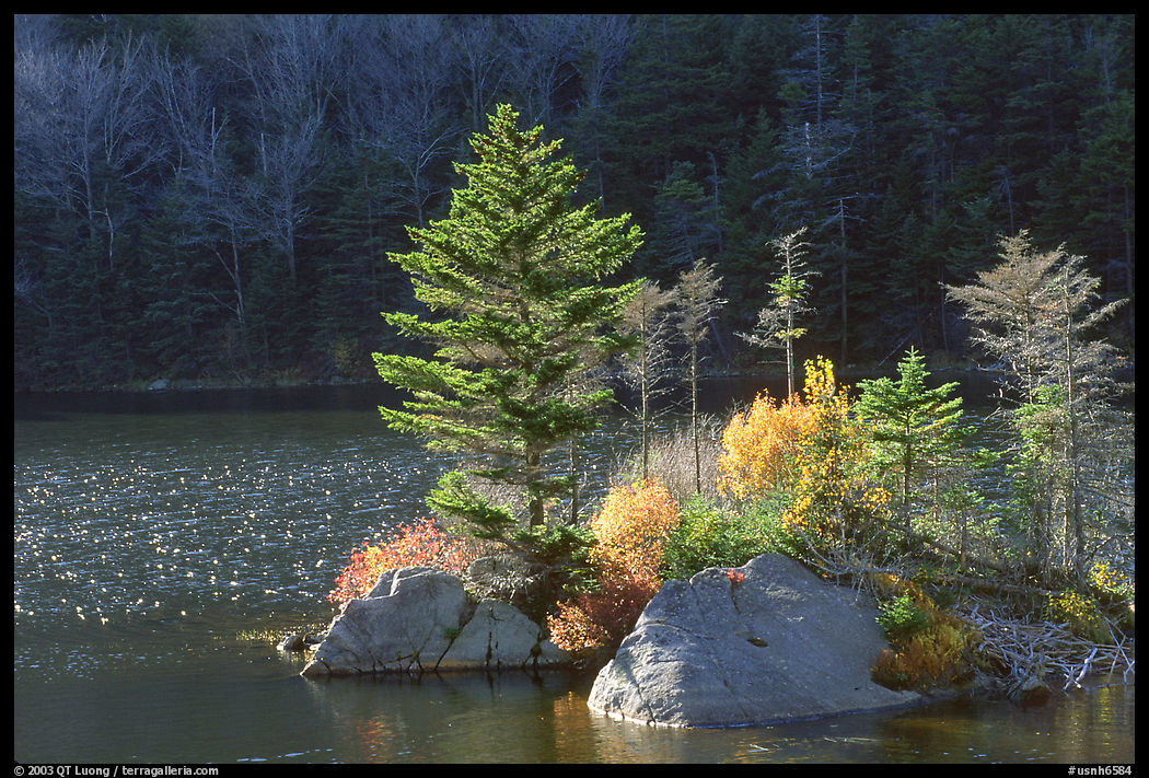 Trees on Small rocky islet. New Hampshire, New England, USA