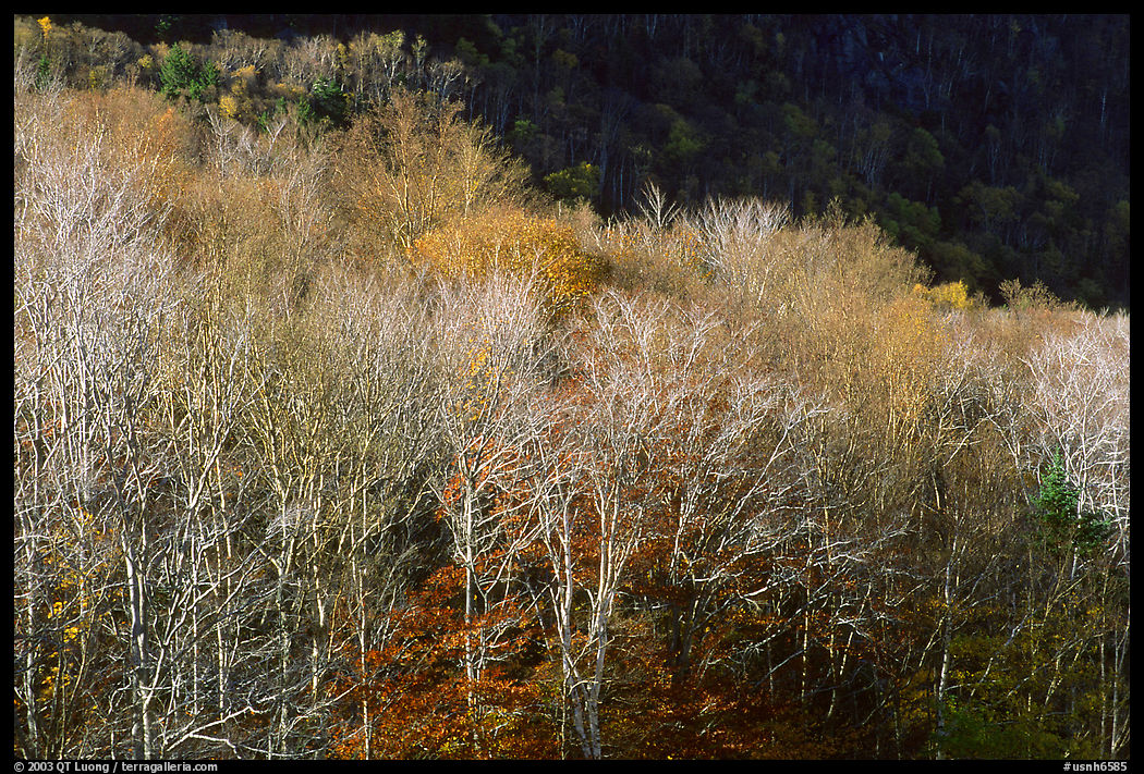 Bare trees. New Hampshire, New England, USA