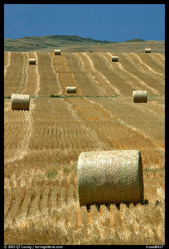 Rolls of hay. South Dakota, USA