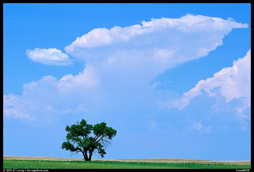 Isolated tree and cloud. South Dakota, USA