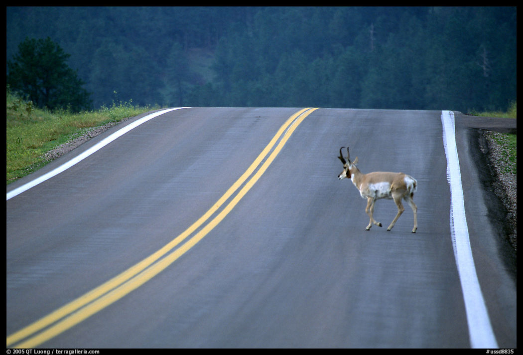 Pronghorn antelope crossing the road, Custer State Park. South Dakota, USA