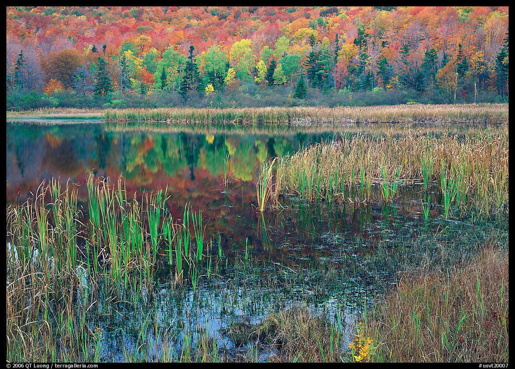 Autumn Reflexions, Green Mountains. Vermont, New England, USA
