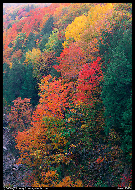 Multicolored trees on hill, Quechee Gorge. Vermont, New England, USA