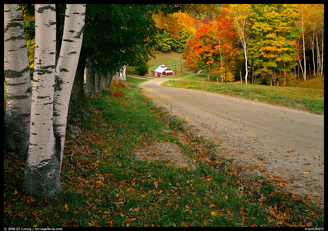 Birch trees and Sugar House in Reading. Vermont, New England, USA