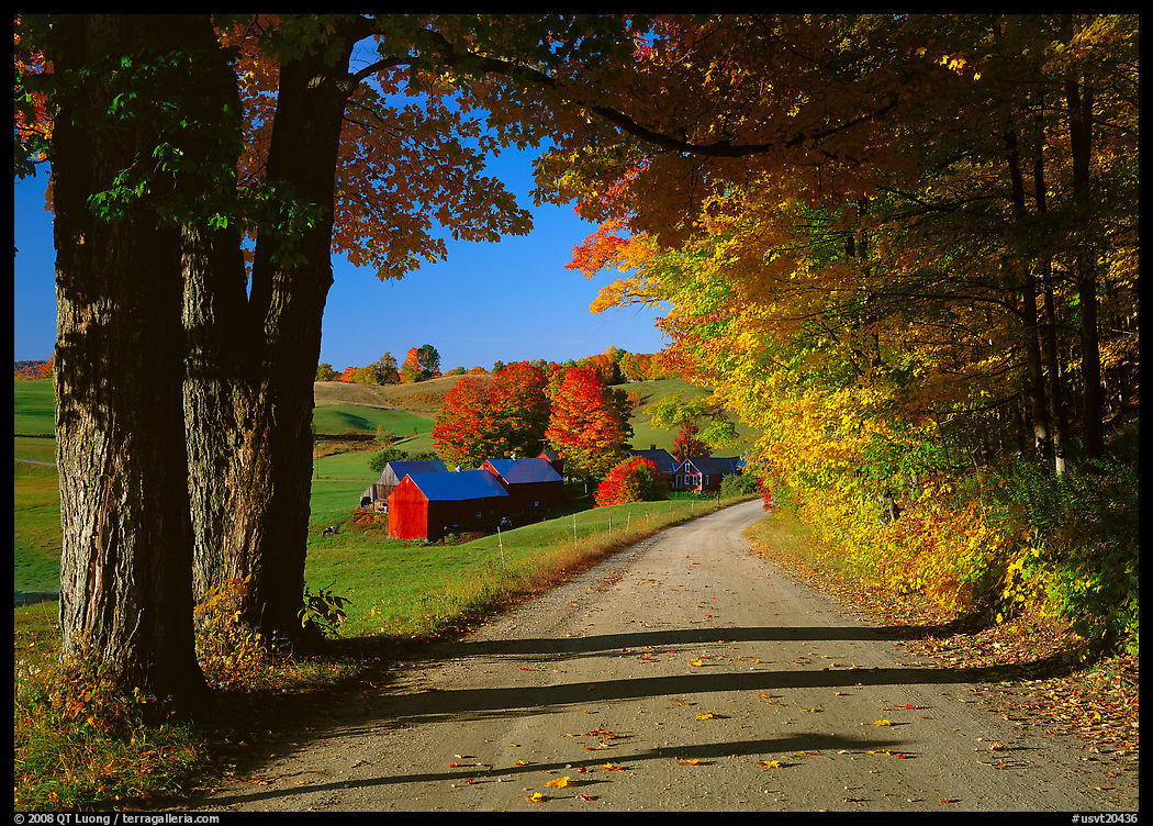 Maple trees, gravel road, and Jenne Farm, sunny autumn morning. Vermont, New England, USA