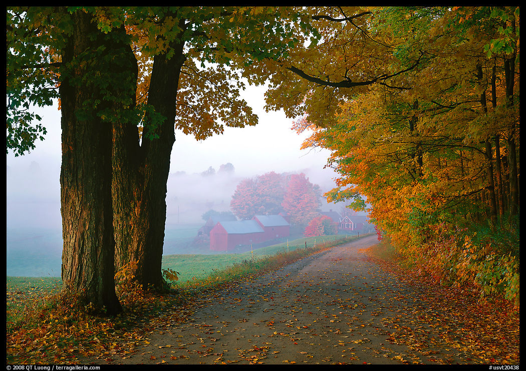 Maple trees, gravel road, and Jenne Farm, foggy autumn morning. Vermont, New England, USA
