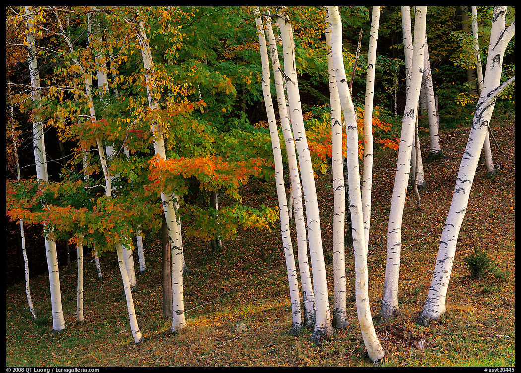 Birch trees. Vermont, New England, USA