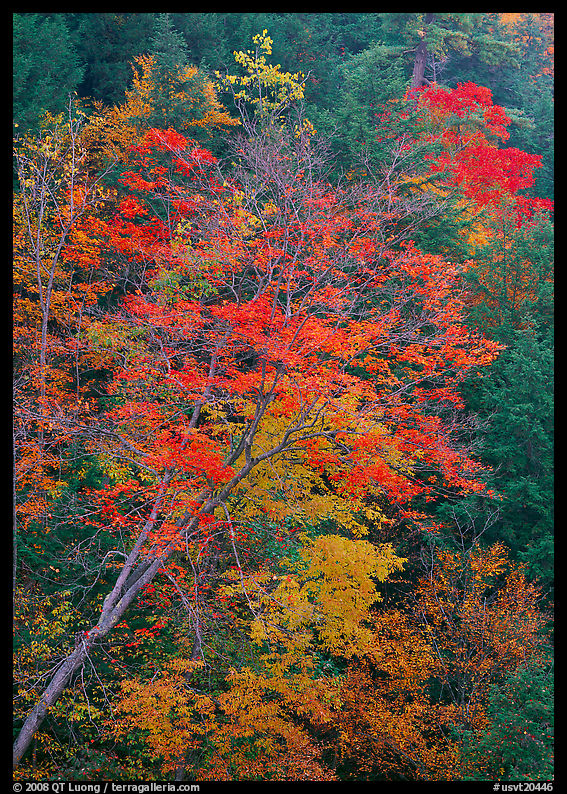 Maple tree with red leaves, Quechee Gorge. Vermont, New England, USA