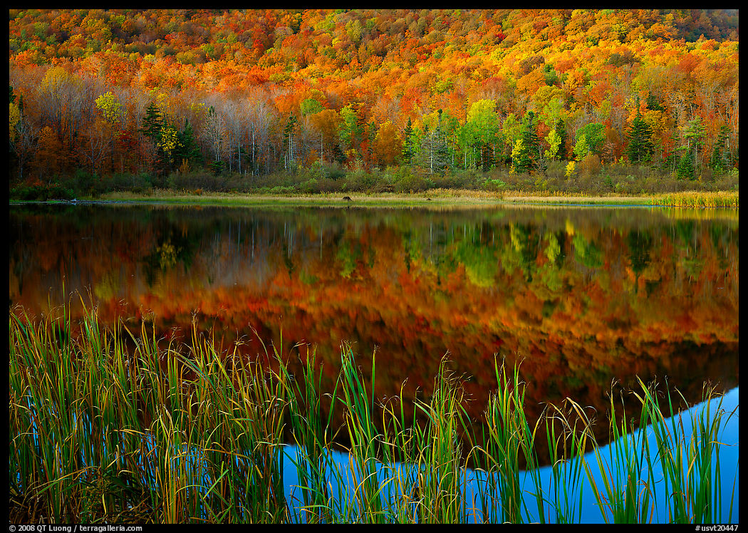 Reeds, and reflection of hill, Green Mountains. Vermont, New England, USA