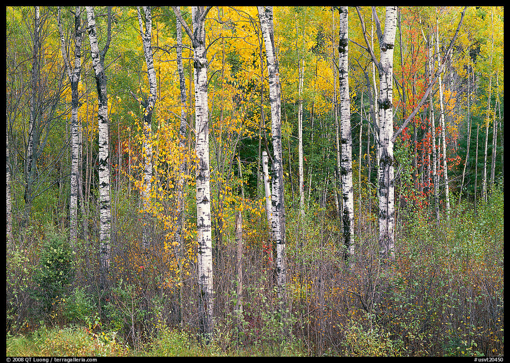 Birch trees and yellow leaves. Vermont, New England, USA