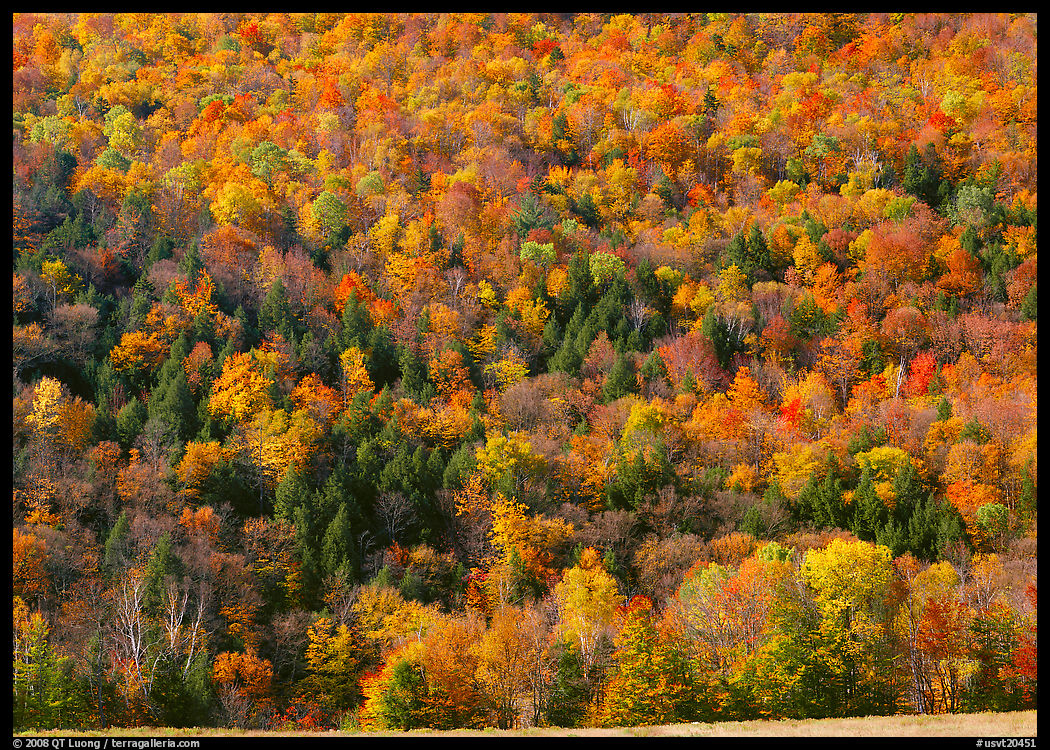 Hillside with trees in brilliant fall foliage. Vermont, New England, USA