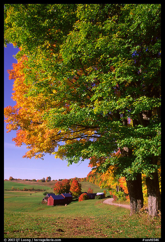 Maple tree and Jenne Farm. Vermont, New England, USA