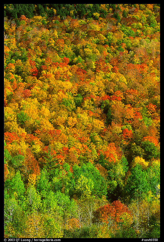 Hillside covered with trees in fall color, Green Mountains. Vermont, New England, USA