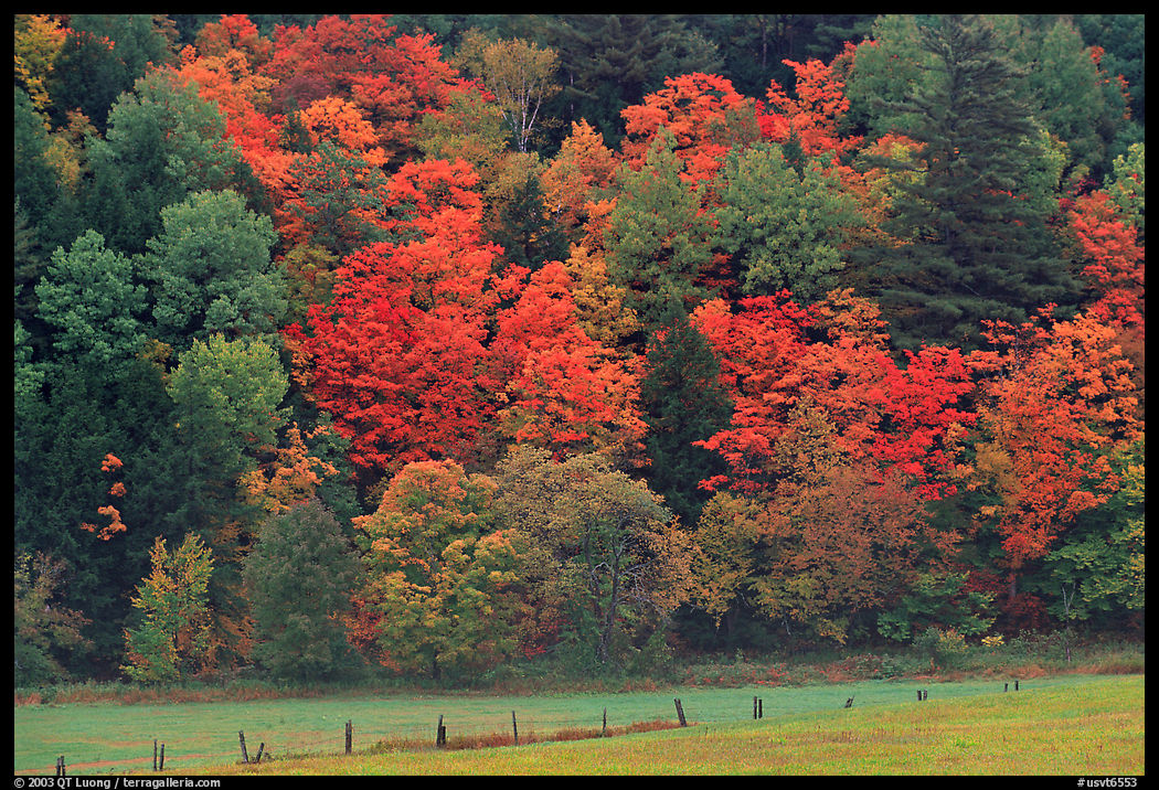Meadow, fence, and colorful trees. Vermont, New England, USA