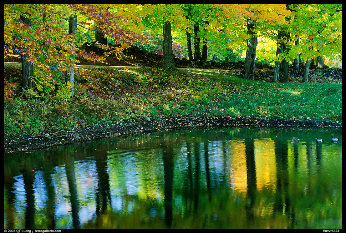 Pond with tree reflexions. Vermont, New England, USA