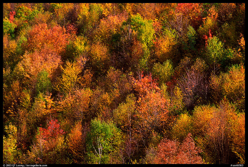 Hillside covered with trees in autumn color, Green Mountains. Vermont, New England, USA