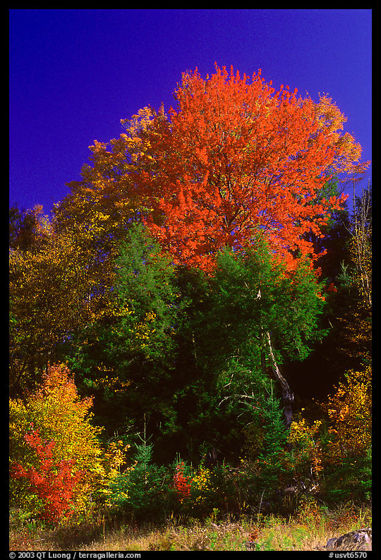 Bouquet of trees in fall foliage. Vermont, New England, USA