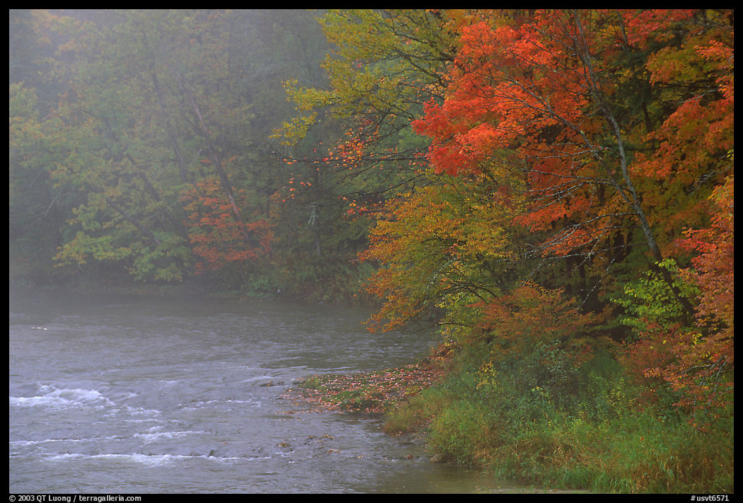 Misty river with trees in fall foliage. Vermont, New England, USA