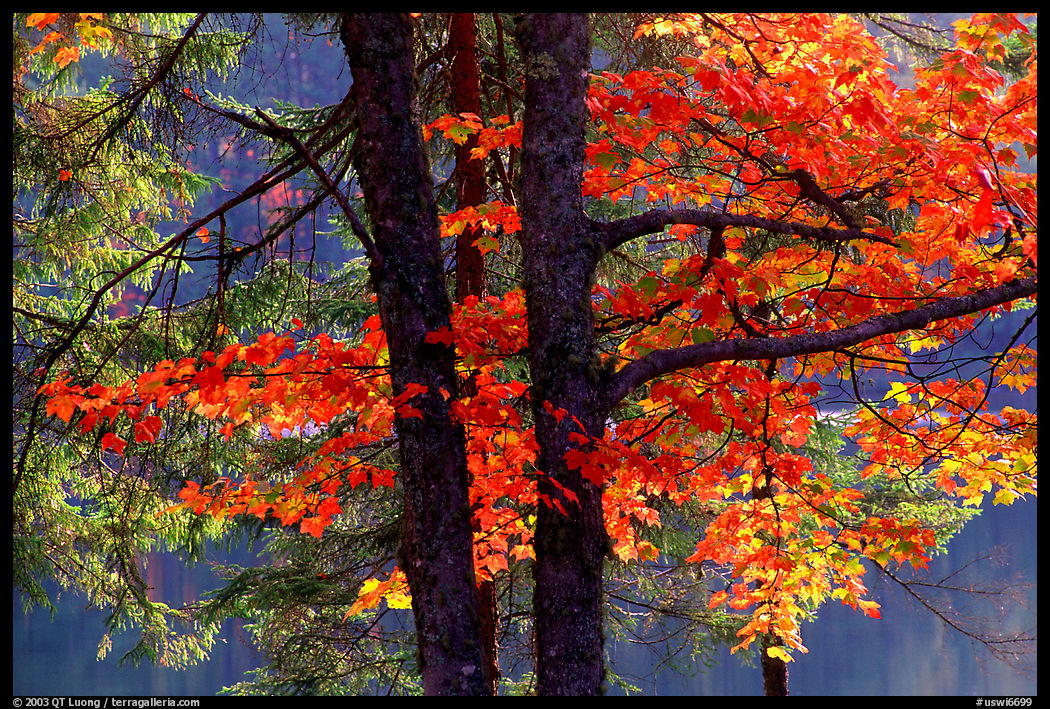 Maple in fall colors. Wisconsin, USA