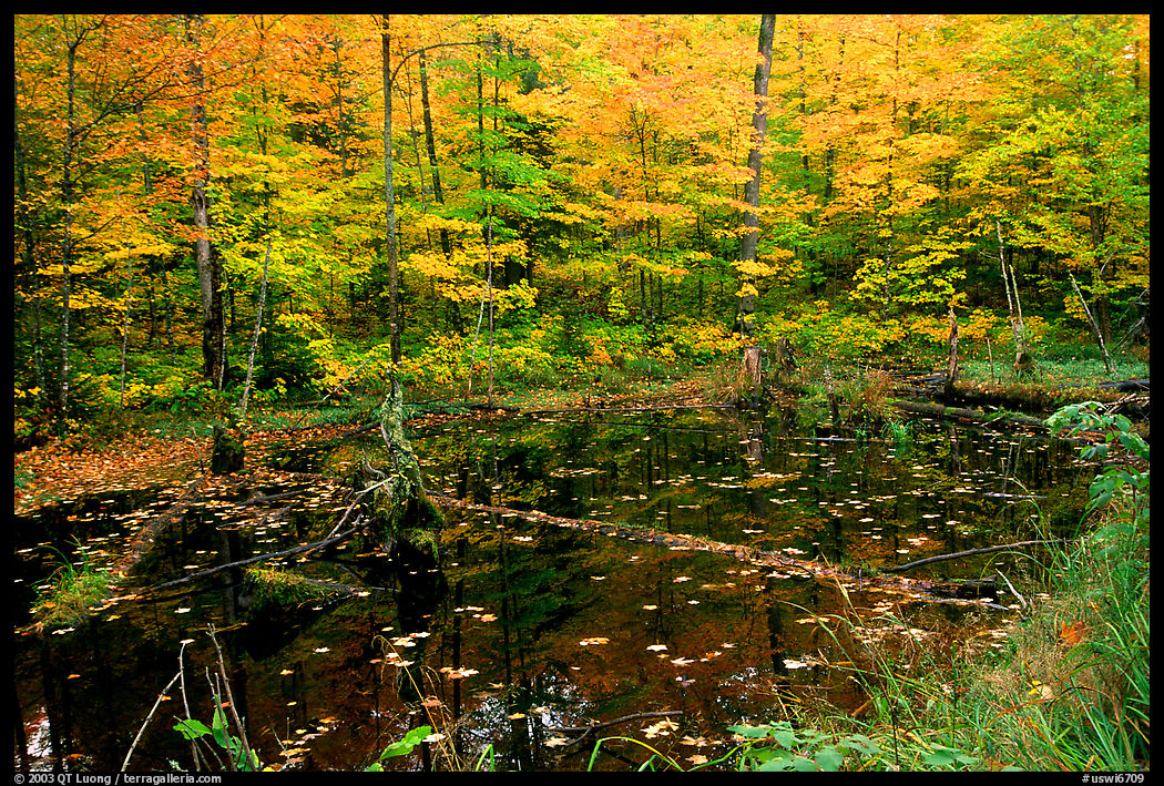 Pond surrounded by trees in fall colors. Wisconsin, USA