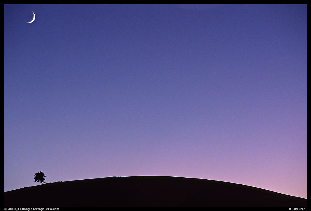 Pine on cinder cone and crescent moon, Craters of the Moon National Monument. Idaho, USA