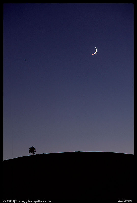 Pine on cinder cone and crescent moon, Craters of the Moon National Monument. Idaho, USA