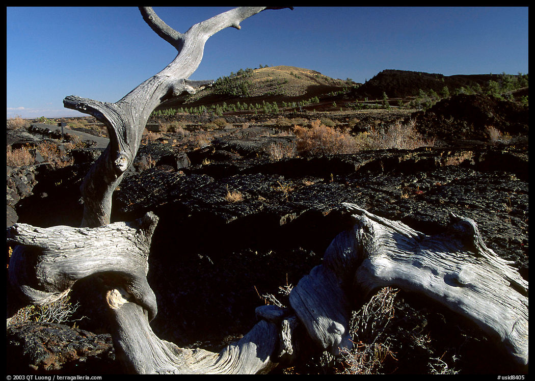 Tree skeleton and lava field, Craters of the Moon National Monument. Idaho, USA