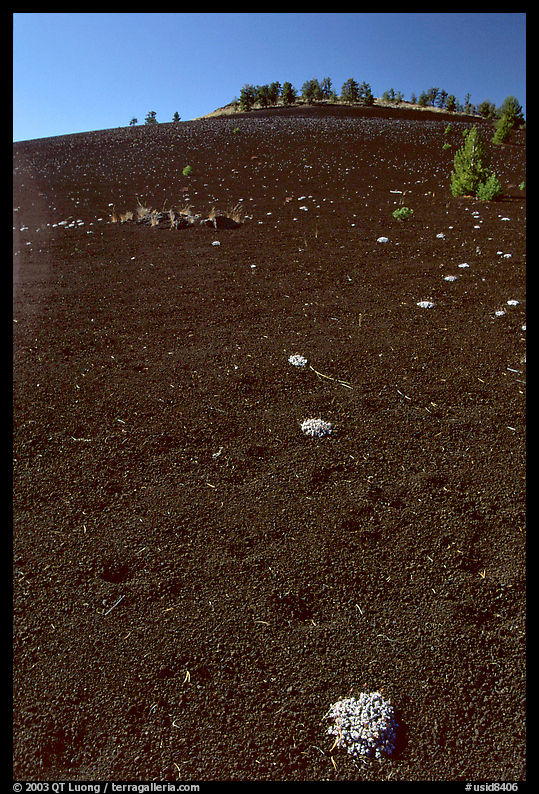 Shrubs growing in cinder, Craters of the Moon National Monument. Idaho, USA