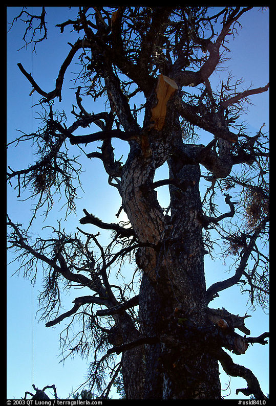 Backlit dead tree, Craters of the Moon National Monument. Idaho, USA