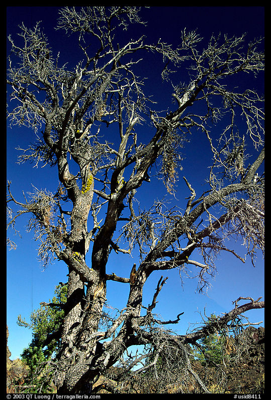 Dead tree, Craters of the Moon National Monument. Idaho, USA