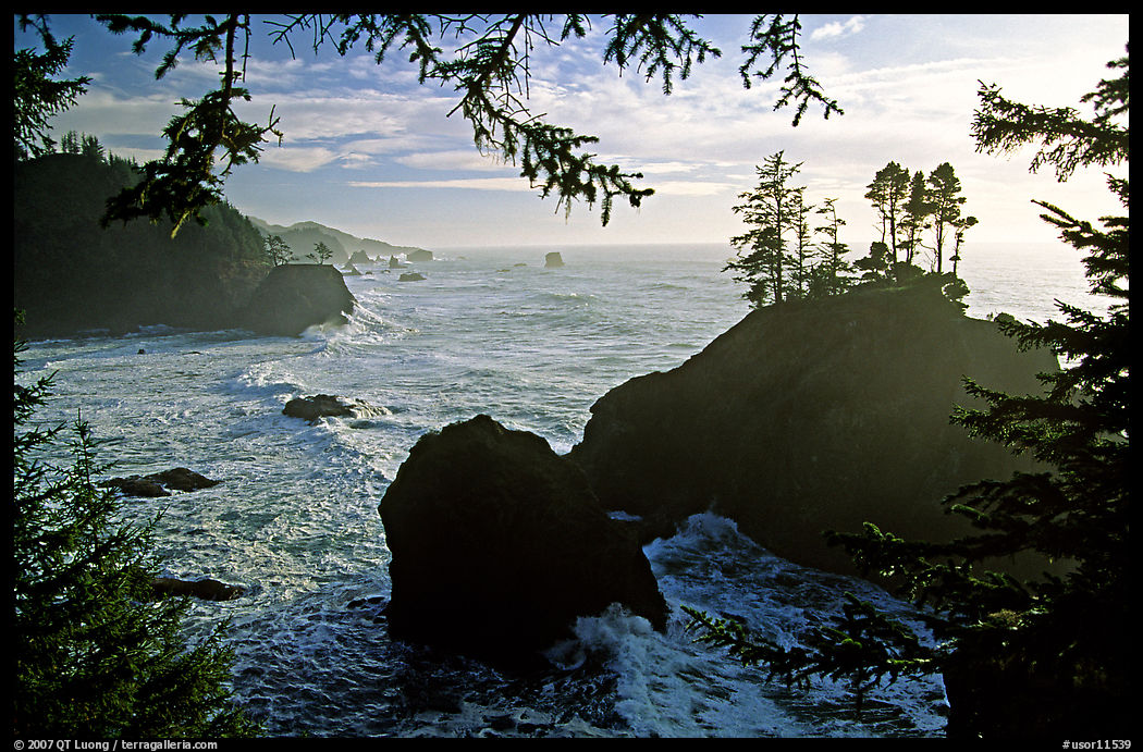 Coastline and trees, late afternoon, Samuel Boardman State Park. Oregon, USA