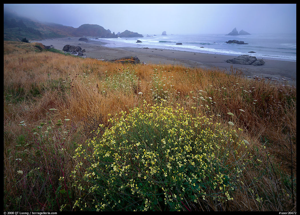 Flowers, grasses, and off-shore rocks in the fog. Oregon, USA