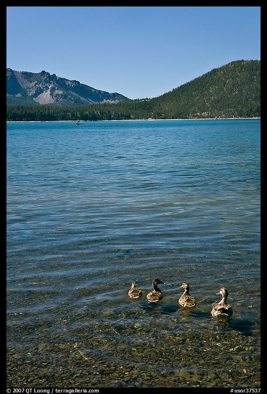 Ducks on shore of East Lake. Newberry Volcanic National Monument, Oregon, USA
