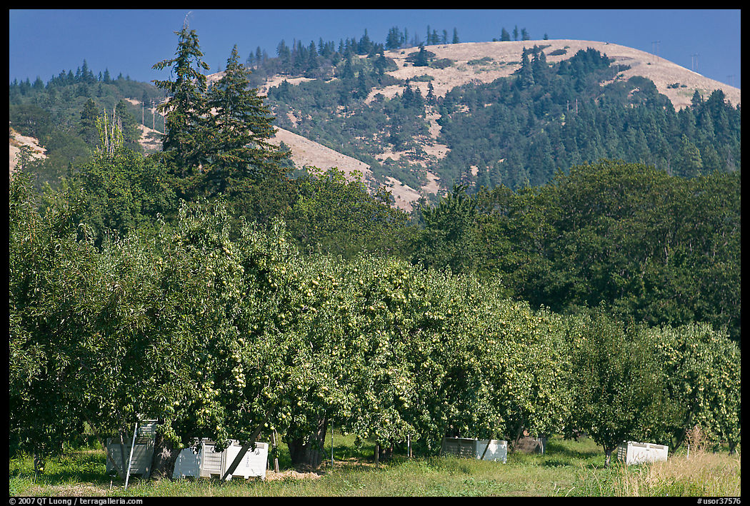 Fruit orchard and hill. Oregon, USA