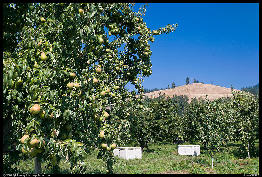 Pear orchard. Oregon, USA