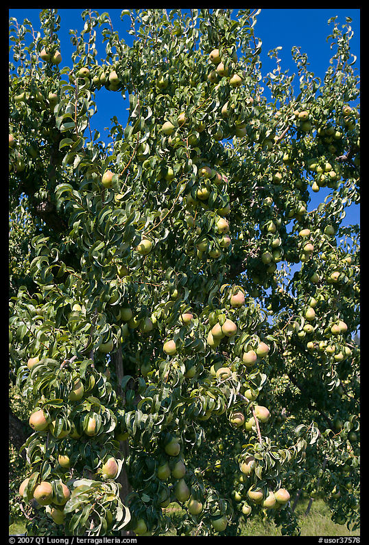 Pear tree covered with fruits. Oregon, USA