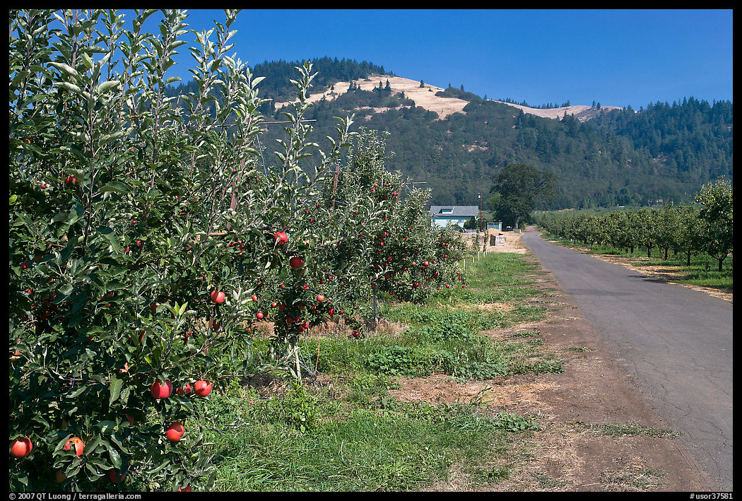 Apple orchard and road. Oregon, USA