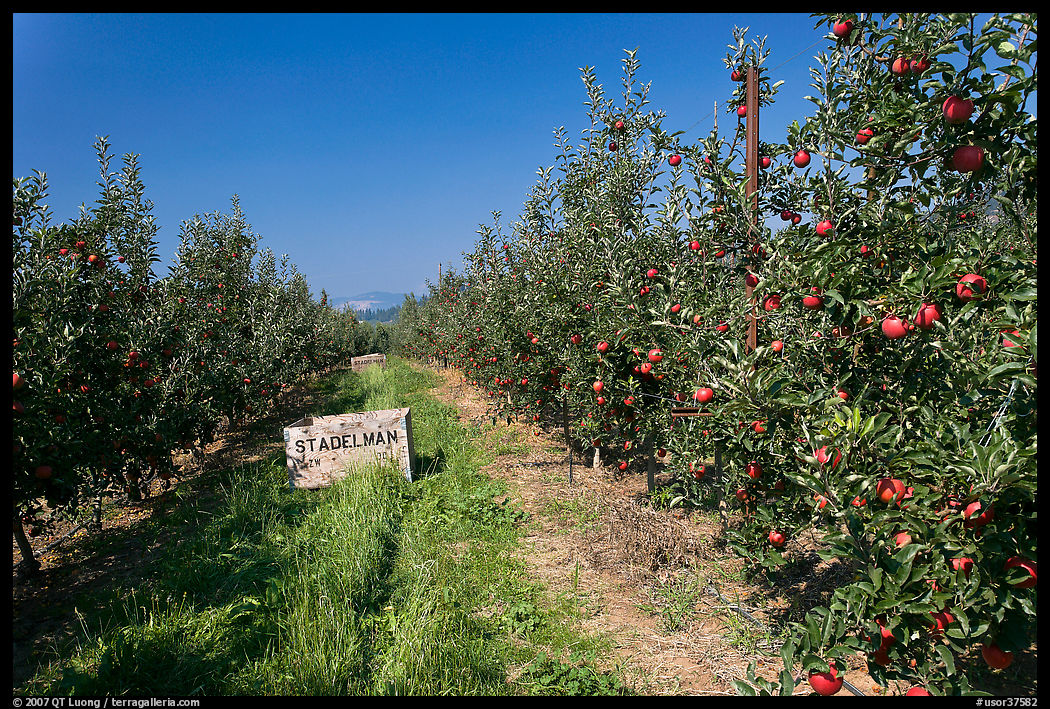 Row of trees in apple orchard. Oregon, USA