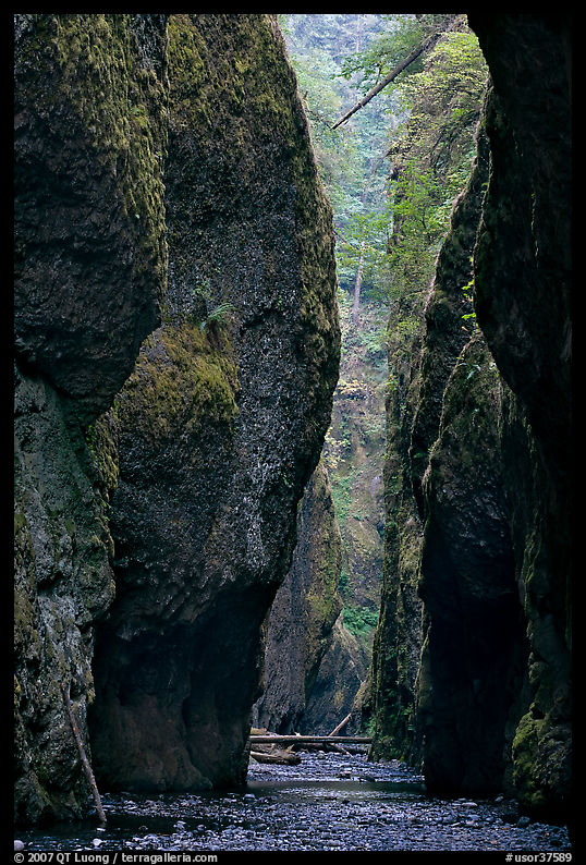 Narrow canyon, Oneonta Gorge. Columbia River Gorge, Oregon, USA