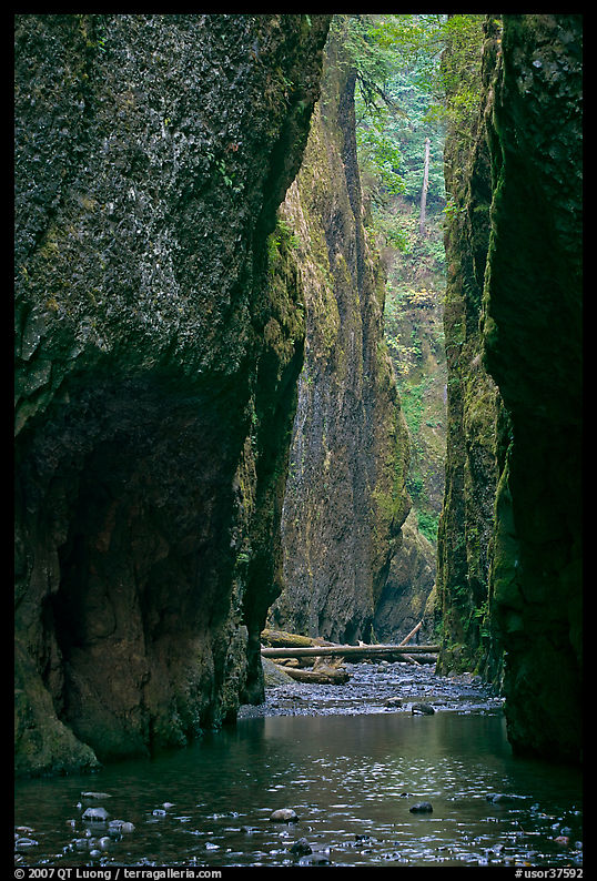 Oneonta Gorge. Columbia River Gorge, Oregon, USA