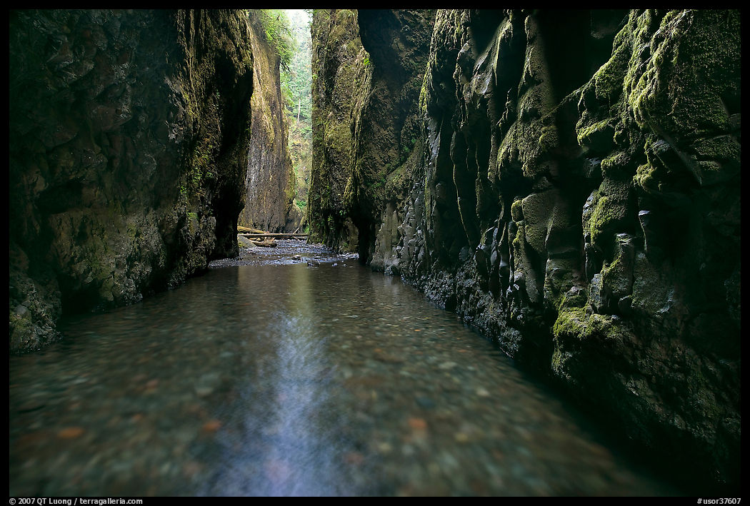 Stream and moss-covered walls, Oneonta Gorge. Columbia River Gorge, Oregon, USA