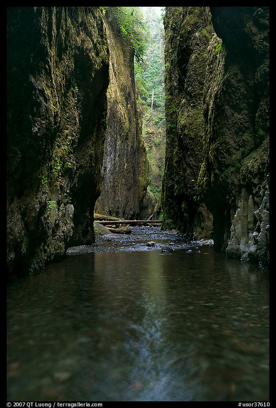 Stream and slot-like canyon walls, Oneonta Gorge. Columbia River Gorge, Oregon, USA