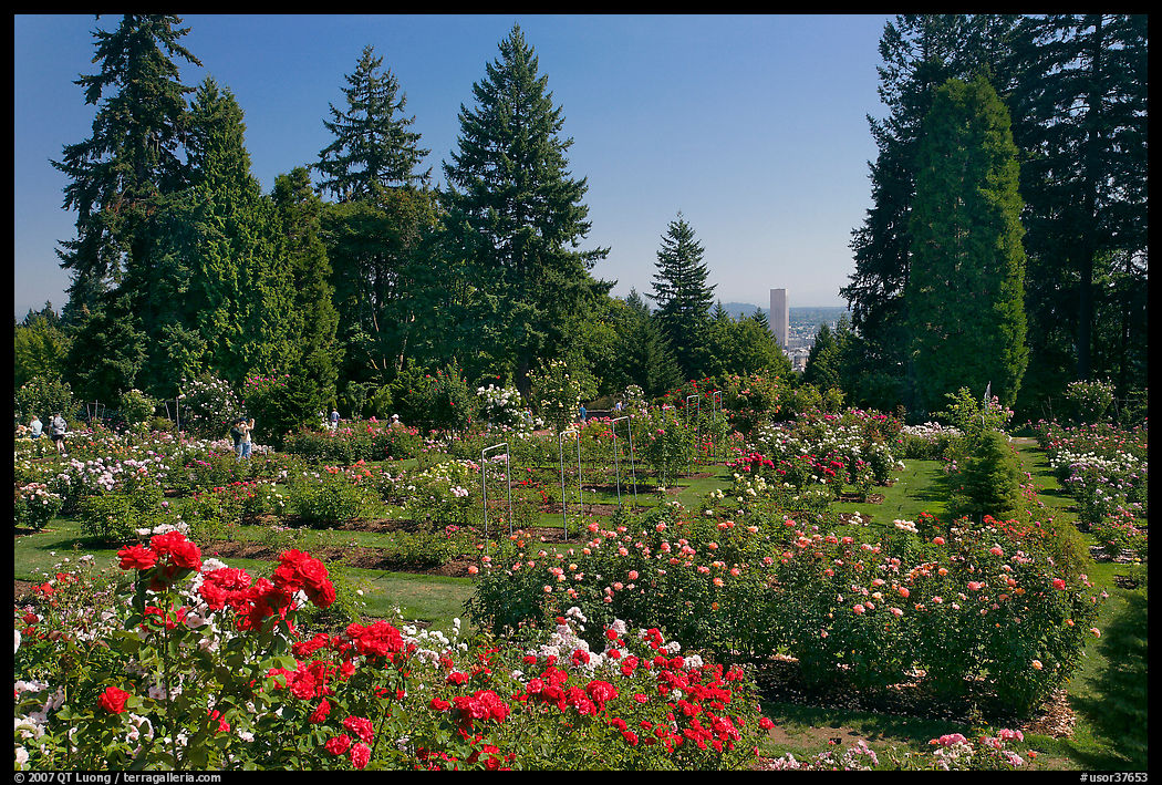 Rose Garden and city high rise. Portland, Oregon, USA