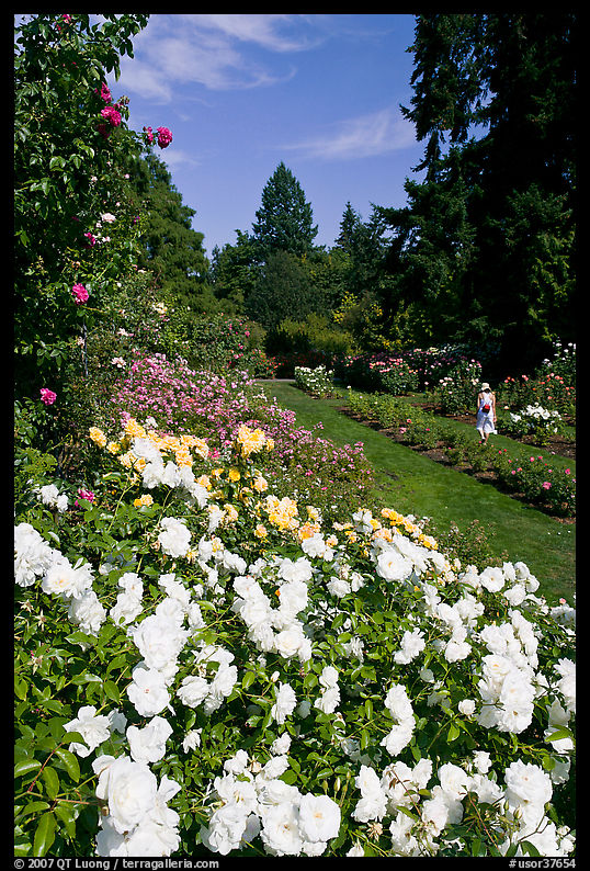 White roses, Rose Garden. Portland, Oregon, USA