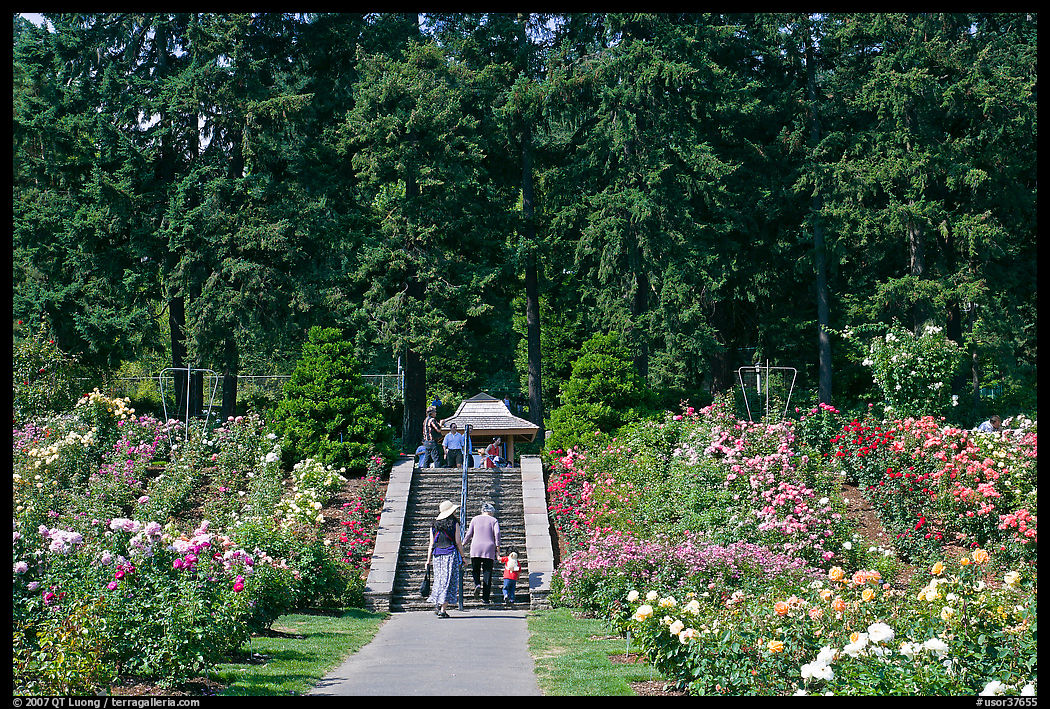 Alley in Rose Garden. Portland, Oregon, USA