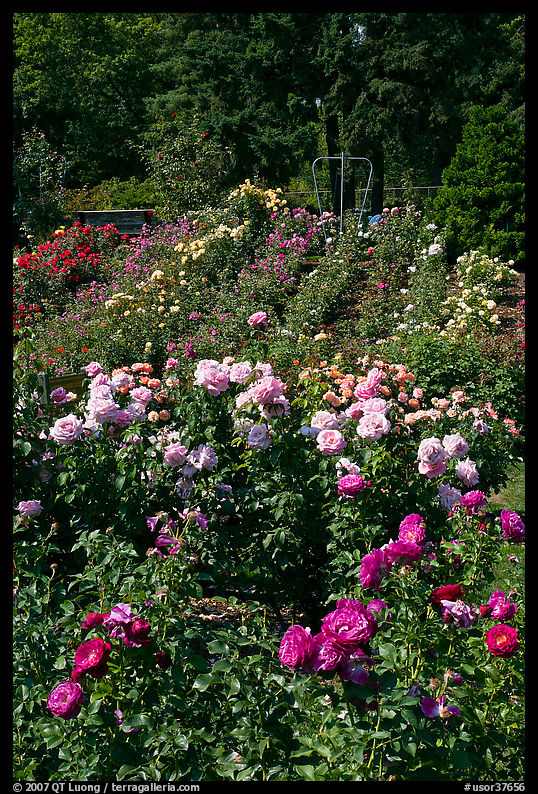 Portland Rose Garden. Portland, Oregon, USA